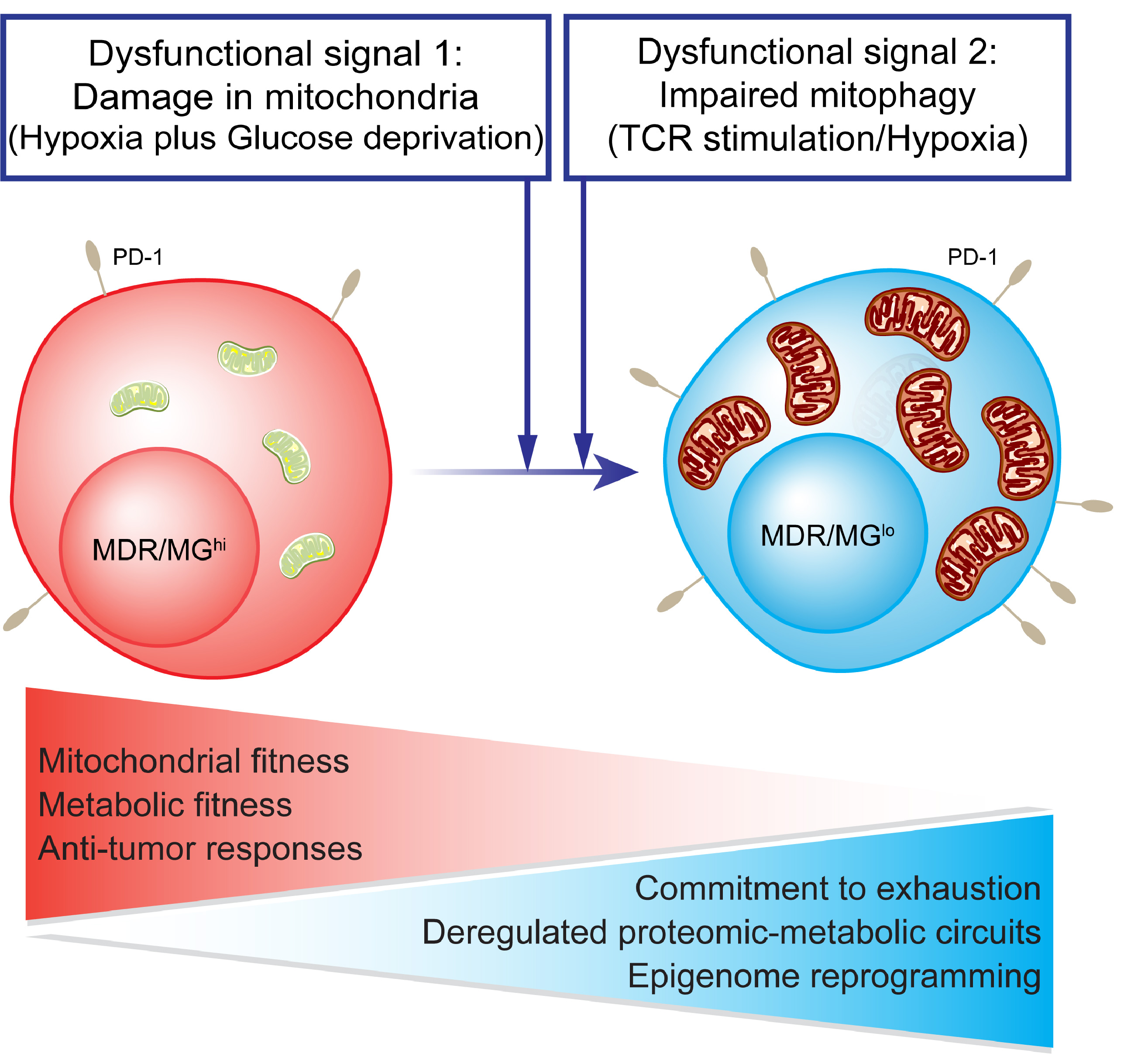 https://www.medical-epigenomics.org/papers/Yu2020/img/1_Tcells_exhaustion_overview-01.jpg